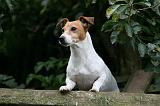 JACK RUSSEL 241